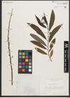 Foto von Salix sericea Marshall